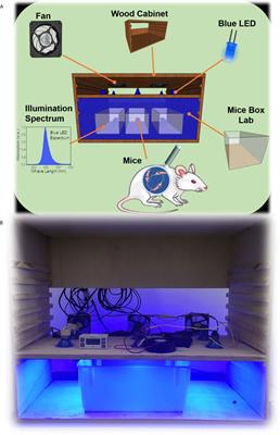 New Insights Into Blue Light Phototherapy in Experimental Trypanosoma cruzi Infection